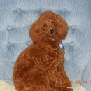 Bloomingtails Dog Salon - Kennels