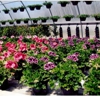 K & T Greenhouses gallery