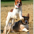 Diamonds In The Ruff Dog Training, LLC - Dog Training