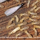 Complete Pest Control Services - Termite Control