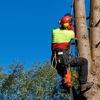 Monkey's Tree Service gallery