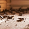 Mehlville Termite & Pest Control Inc gallery