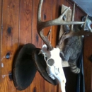 Hydes Archery & Taxidermy - Taxidermists