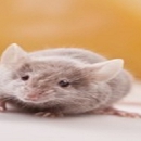 Professional Pest Control - Bee Control & Removal Service