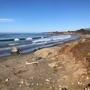 Friends of the Elephant Seal