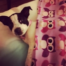 Westchase Veterinary Center and Emergency - Pet Services