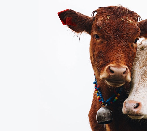 Williams River Veterinary - Clarence Town, NSW