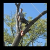 Norris Tree Service gallery