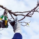 Special Tree Service - Tree Service