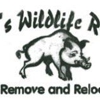 Bobby's Wildlife Removal gallery