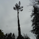 SkyView Tree Experts, Inc. - Tree Service