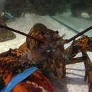 Red Lobster - Seafood Restaurants