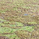 Sunwest Waterway Management - Water Gardens
