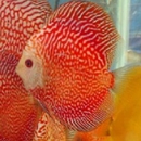 Mac's Discus - Tropical Fish