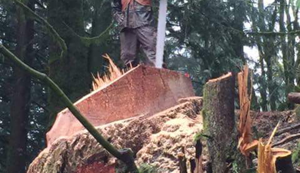 At the top tree service llc - Deming, WA