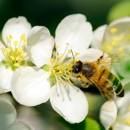 Windswept Hill Apiary - Honey