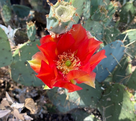 Veterans Oasis Park - Chandler, AZ