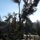 Carrillo's tree services - Tree Service