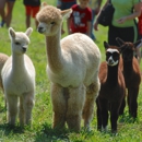 Alpacas of The Heartland - Women's Clothing