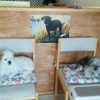 Purfect Pawrtners gallery