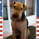 Pink Tuesday Pet Salon - Pet Grooming