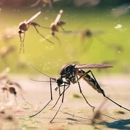 Blitz Pest Control - Pest Control Equipment & Supplies