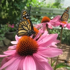 Butterfly Wish Bouquets