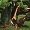 Kentucky Tree gallery