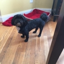 Pet Gallery - Pet Grooming