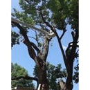 Turner Tree Service - Tree Service