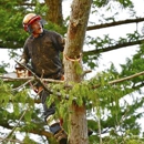 Carney Tree Service LLC - Stump Removal & Grinding