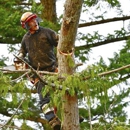 Carney Tree Service LLC - Tree Service