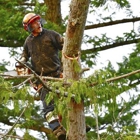 Carney Tree Service LLC