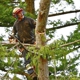 Carney Tree Service LLC