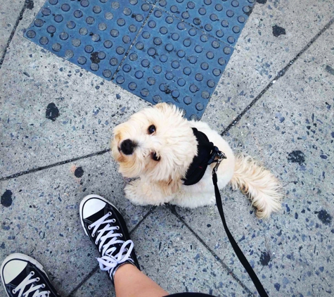 Swifto Dog Walking - New York, NY