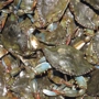 Bay Area Blue Crab