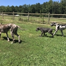 Garners Great Danes - Pet Breeders