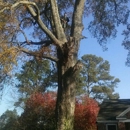 Affordable Carolina Tree Service - Arborists