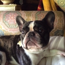 Cooper Animal Hospital - Veterinarians