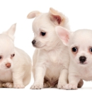 Puppies TO GO - Dog & Cat Grooming & Supplies