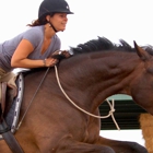 Desert Bloom Horse Training and Sales