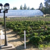 Cohen's Organic Berry Gardens ( Farm, Nursery, Gardens, R.V. Park ) gallery