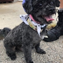 Academy of Animal Arts - Pet Grooming