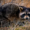 Santa Wildlife Removal gallery