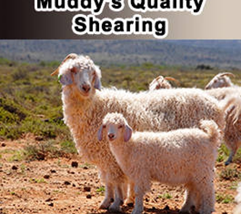 Muddy's Quality Shearing - Dubbo, NSW. 2