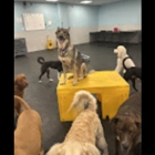 Dogtopia of Jacksonville - Beach Blvd