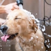 Trixie's Gulfside Grooming gallery