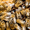 Hull's Pest Control gallery