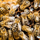 Hull's Pest Control - Bee Control & Removal Service