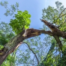 Oasis Tree Care - Tree Service